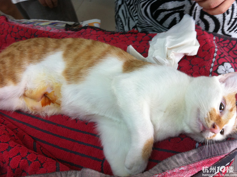 求杭州市区母猫绝育推荐诊所以及医生-第4页-