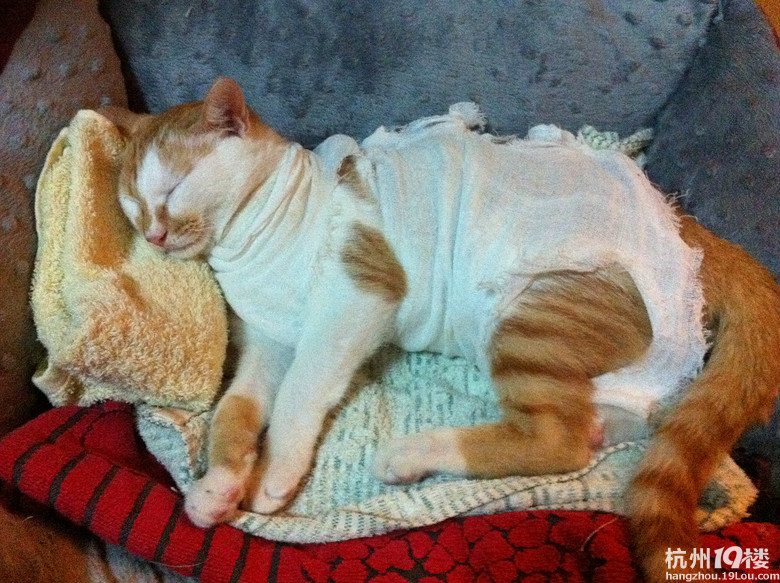 求杭州市区母猫绝育推荐诊所以及医生-第4页-