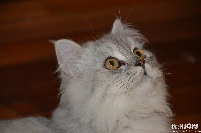 超萌的小金金(等待领养)