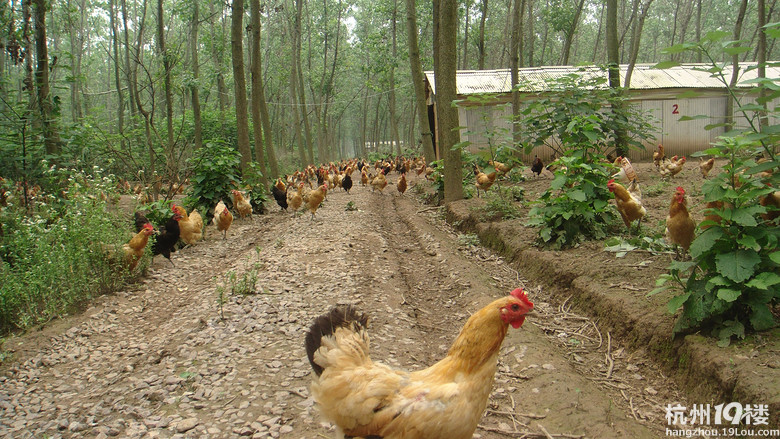 中老年下岗人员招聘求职专用贴!(PS:淘宝刷单