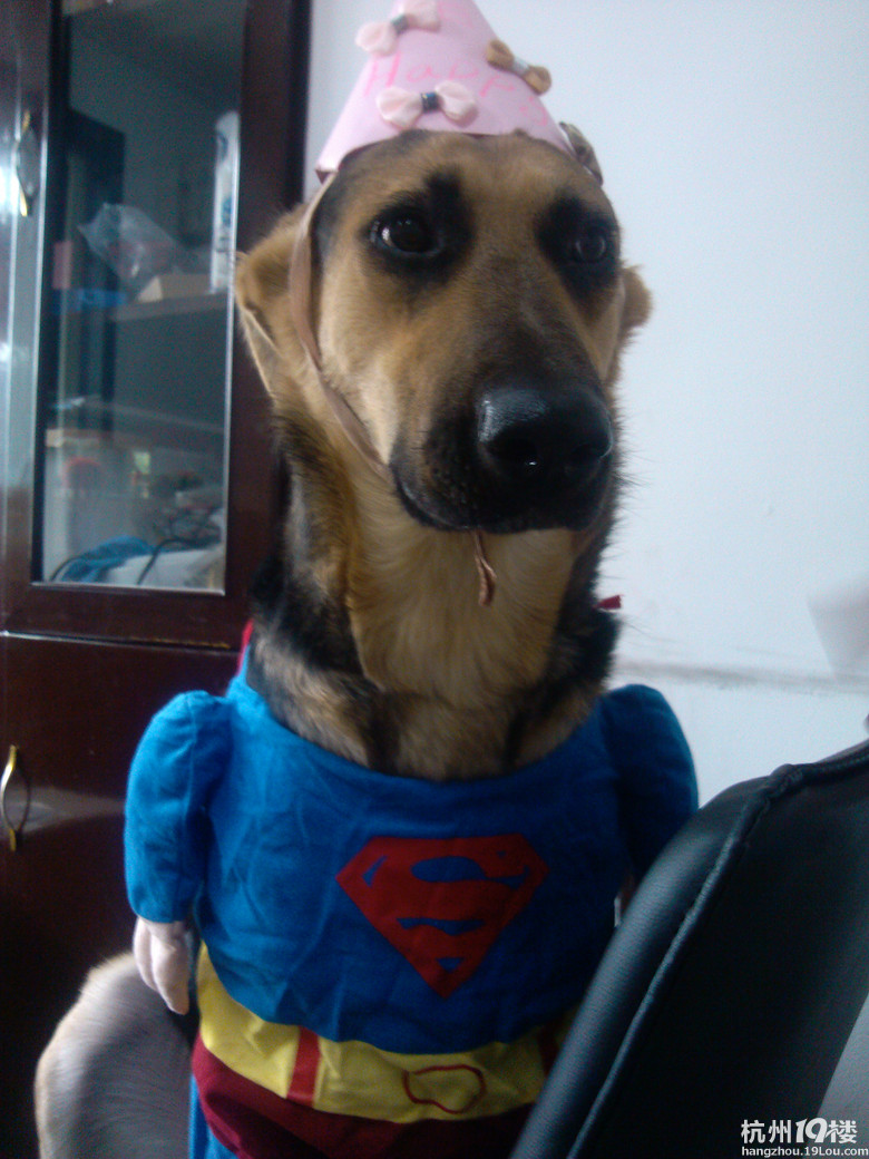 全体同事都给你过生日!小黑妞!-爱宠分享-家有