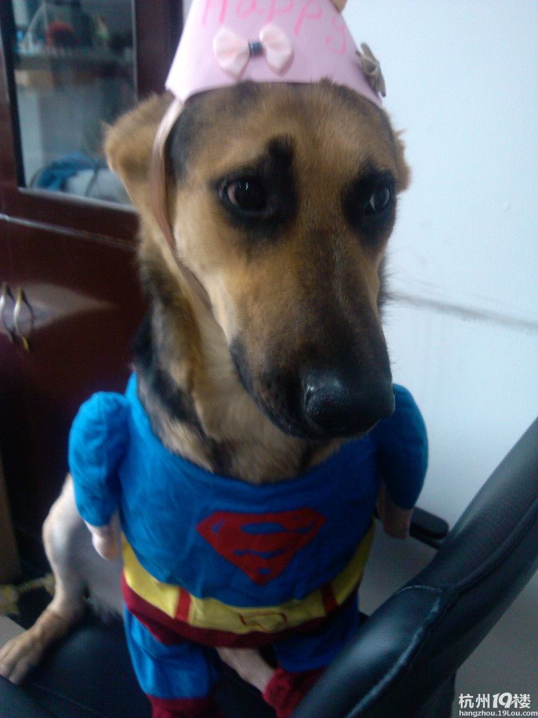 全体同事都给你过生日!小黑妞!-爱宠分享-家有