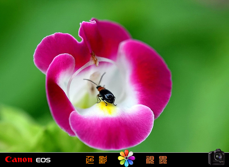 【色影视界】━━ 虫虫与花的亲密接触-微距-1