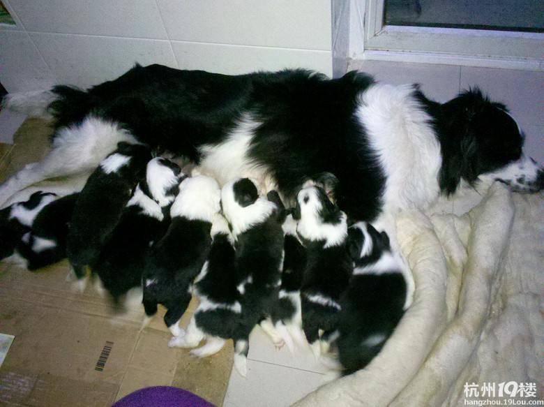 我家边牧真给力,生了一个足球队的宝宝。-家有