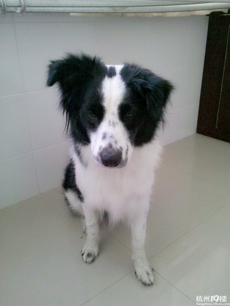 我家边牧真给力,生了一个足球队的宝宝。-爱宠