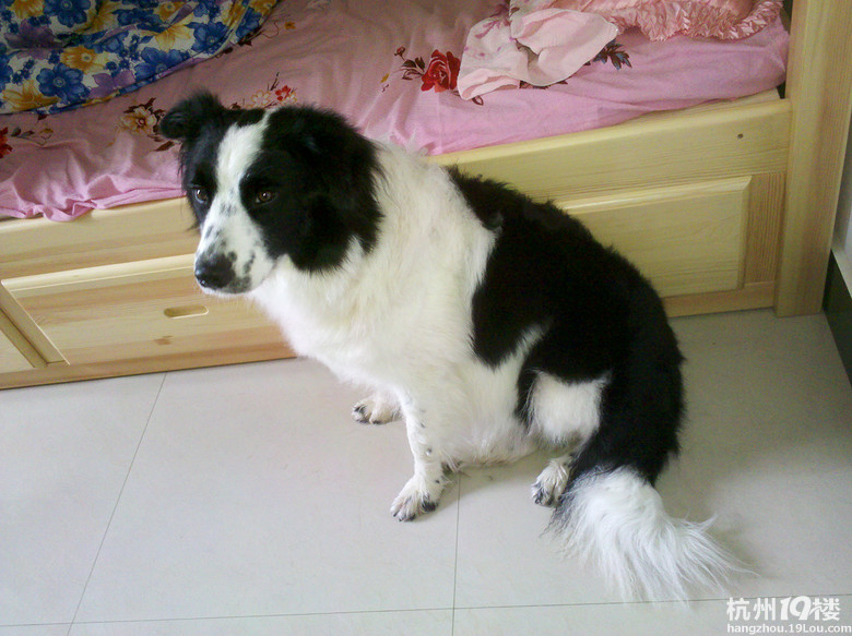 我家边牧真给力,生了一个足球队的宝宝。-爱宠