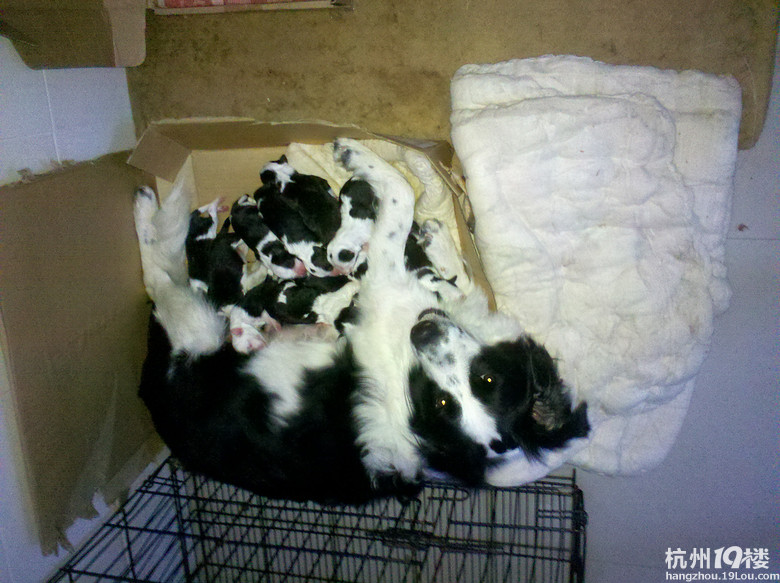 我家边牧真给力,生了一个足球队的宝宝。