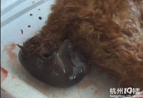 潘毛豆曬寶寶~好萌啊好萌啊