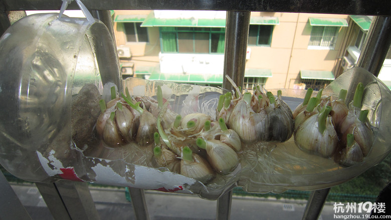 无土培植大蒜苗--和幼儿园的自然角同步进行-幼