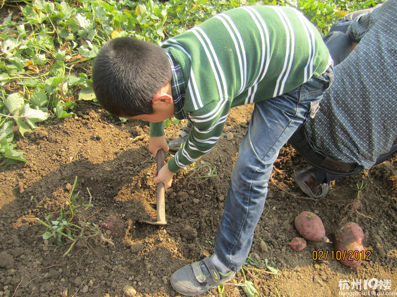 挖红薯-中学教育论坛-杭州19楼