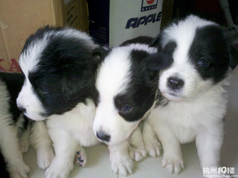 我家边牧真给力,生了一个足球队的宝宝。-爱宠