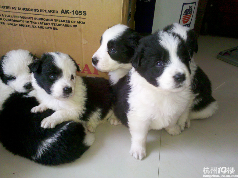 我家边牧真给力,生了一个足球队的宝宝。-爱宠