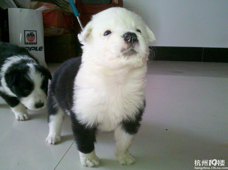 我家边牧真给力,生了一个足球队的宝宝。-爱宠