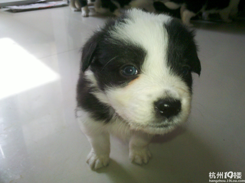 我家边牧真给力,生了一个足球队的宝宝。-爱宠