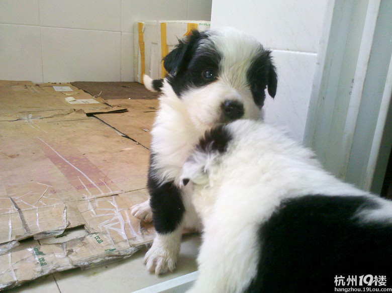 我家边牧真给力,生了一个足球队的宝宝。-爱宠