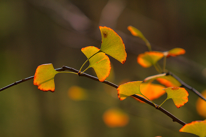 万里悲秋常作客.-19摄区-杭州19楼