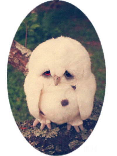 我的英文全名叫:Follow heart…中文全名叫怂