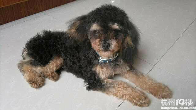 贵宾<em>兄妹交配</em>了怎么办?-家有宠物-杭州19楼