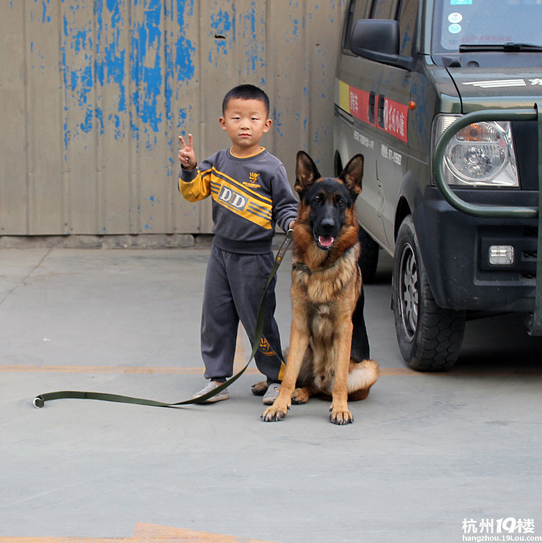 40天 弓背小德牧 认养-我要出售-宠物相关交易