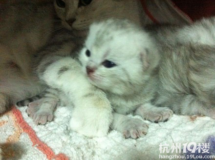 我們家乖女兒做貓媽媽了 折耳寶寶賣萌記~~：）