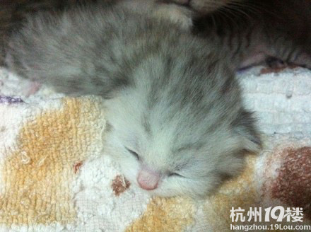 我們家乖女兒做貓媽媽了 折耳寶寶賣萌記~~：）