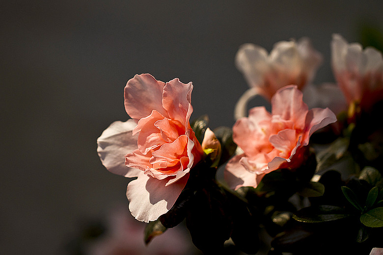 秋意不减来时路,一日看尽长安花.