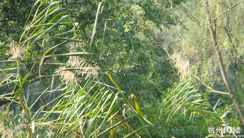 西湖边的芦苇和寒芒-大关小区 大浒东苑-杭州1