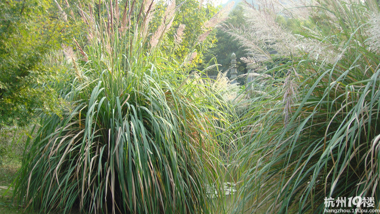 西湖边的芦苇和寒芒-大关小区 大浒东苑-杭州1