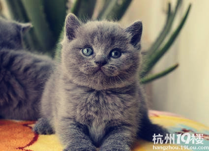 小蓝猫转让,上门可看大母猫,-我要出售-宠物相关交易区-杭州19楼
