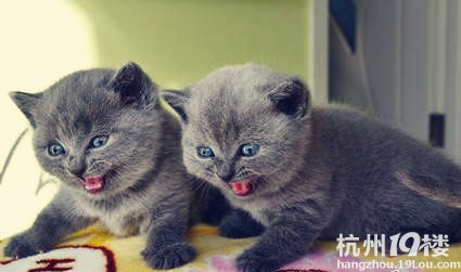 漂亮蓝猫大母猫带4只小猫找好人家啦