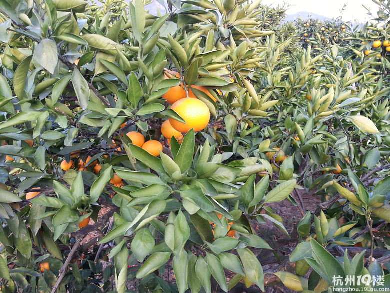 台州黄岩蜜橘