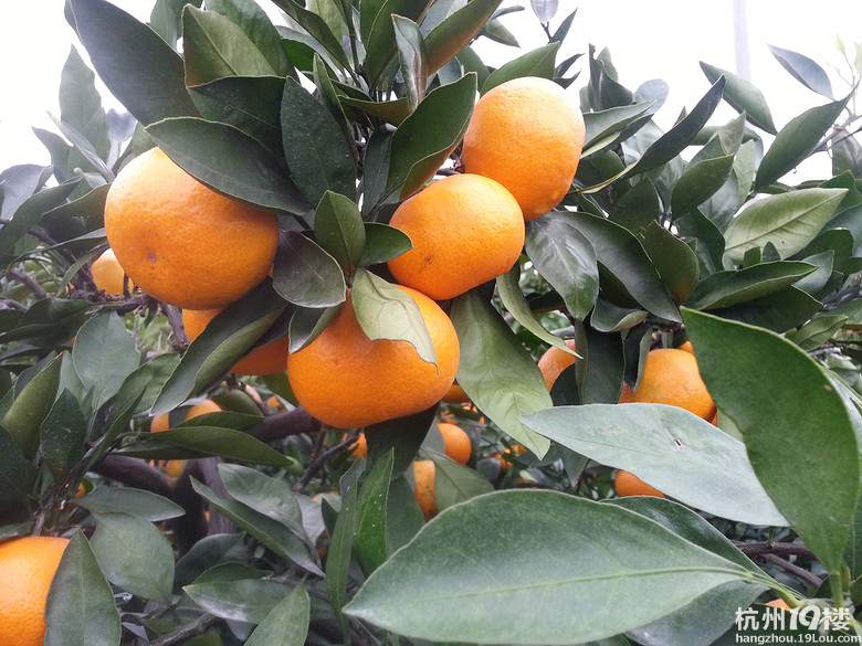 台州黄岩蜜橘