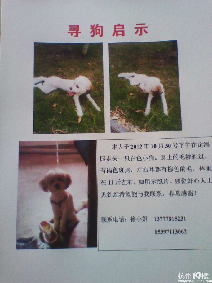 尋找狗狗