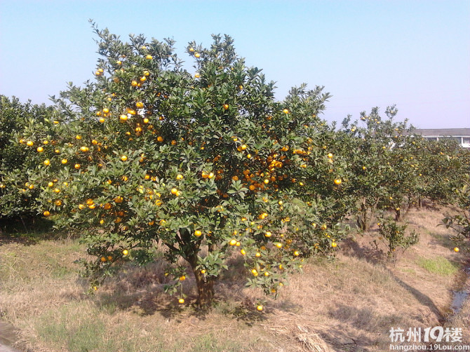 台州黄岩蜜橘--本地早--自助采摘-游记攻略-旅游