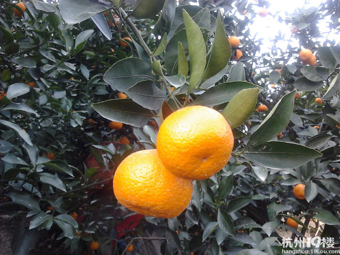 台州黄岩蜜橘--本地早--自助采摘-游记攻略-旅游