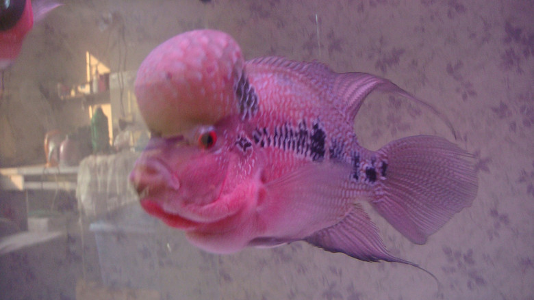 出售自家的罗汉鱼鱼太多了没缸养了-宠物相关