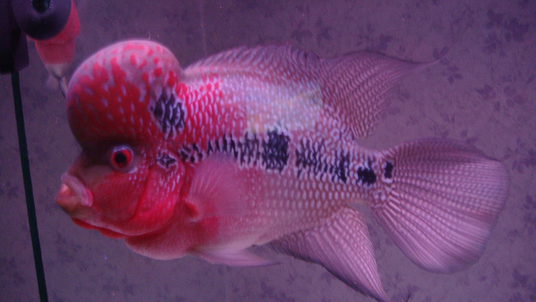 出售自家的罗汉鱼鱼太多了没缸养了-宠物相关