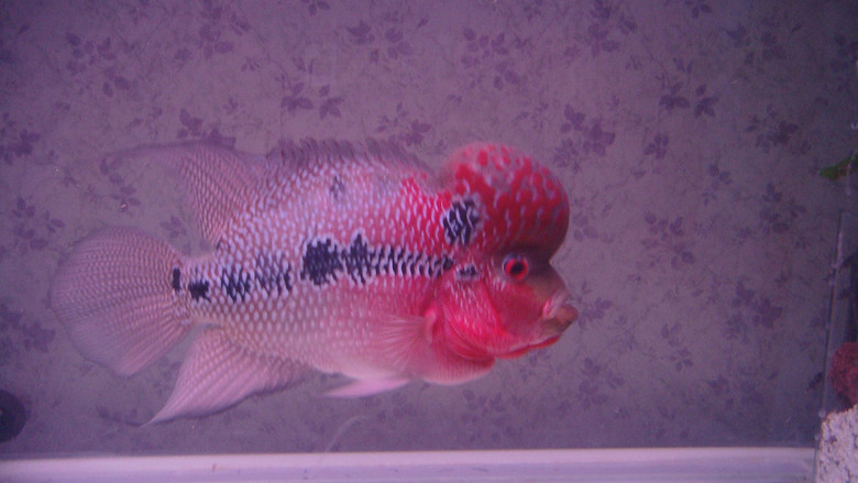 出售自家的罗汉鱼鱼太多了没缸养了-宠物相关