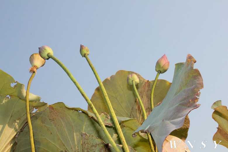 立冬时节荷花香!-边走边拍-边走边拍-杭州19楼