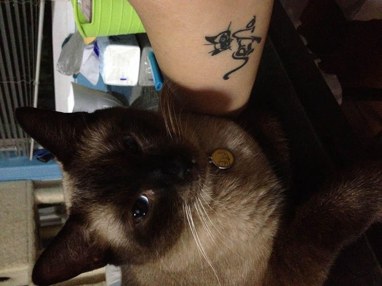 c(din)f---TO MY CATS--̎ŮN,Ո(qng)֧~