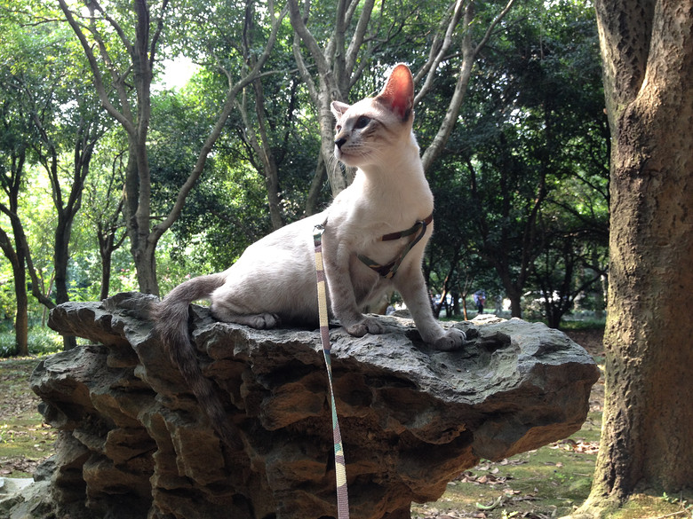 c(din)f---TO MY CATS--̎ŮN,Ո(qng)֧~