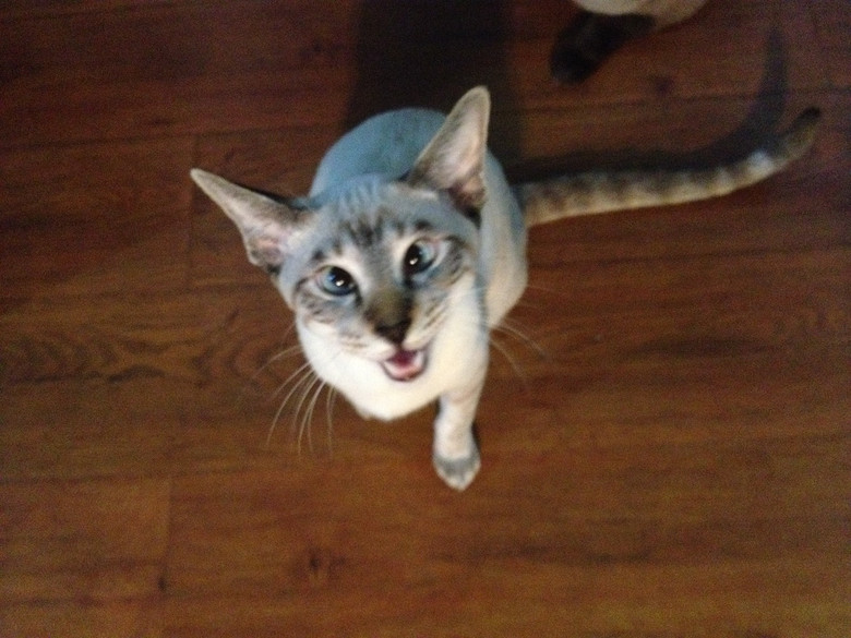 c(din)f---TO MY CATS--̎ŮN,Ո(qng)֧~