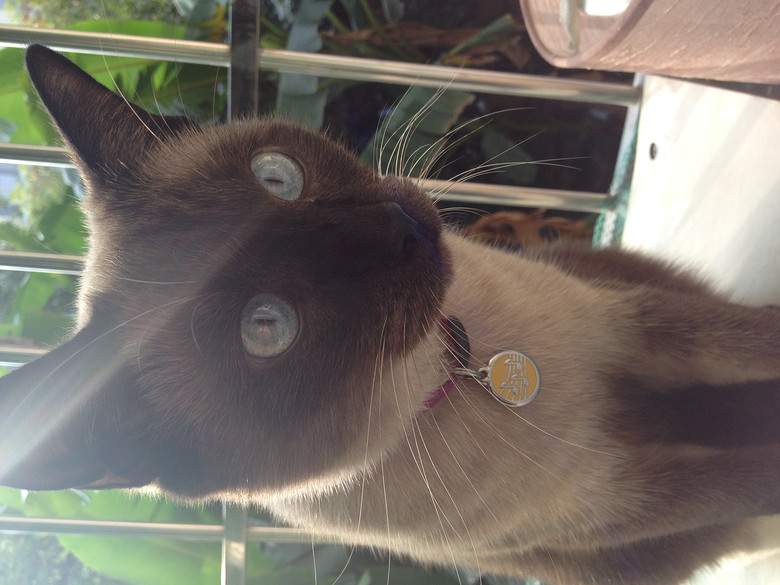 c(din)f---TO MY CATS--̎ŮN,Ո(qng)֧~