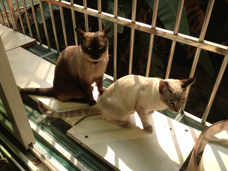 c(din)f---TO MY CATS--̎ŮN,Ո(qng)֧~