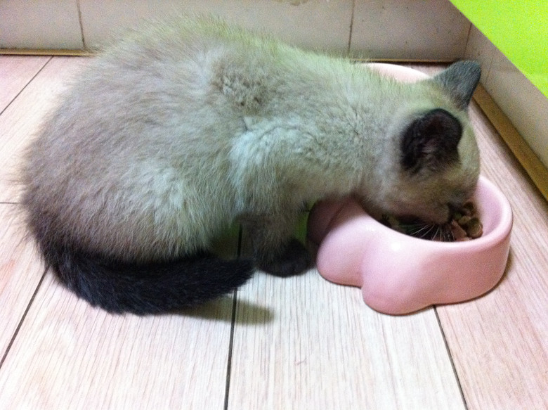 c(din)f---TO MY CATS--̎ŮN,Ո(qng)֧~
