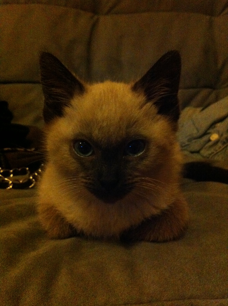 c(din)f---TO MY CATS--̎ŮN,Ո(qng)֧~