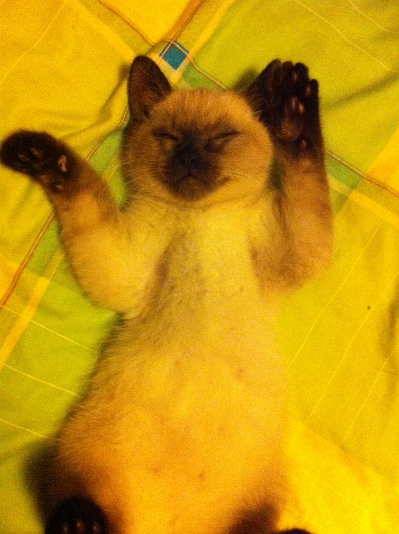 c(din)f---TO MY CATS--̎ŮN,Ո(qng)֧~