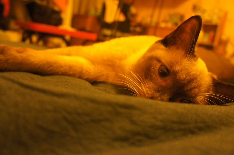 c(din)f---TO MY CATS--̎ŮN,Ո(qng)֧~