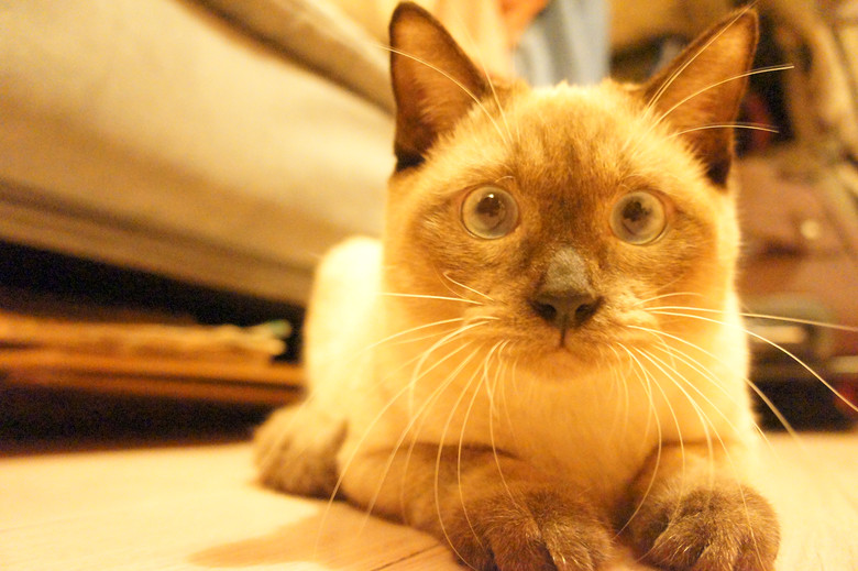 c(din)f---TO MY CATS--̎ŮN,Ո(qng)֧~