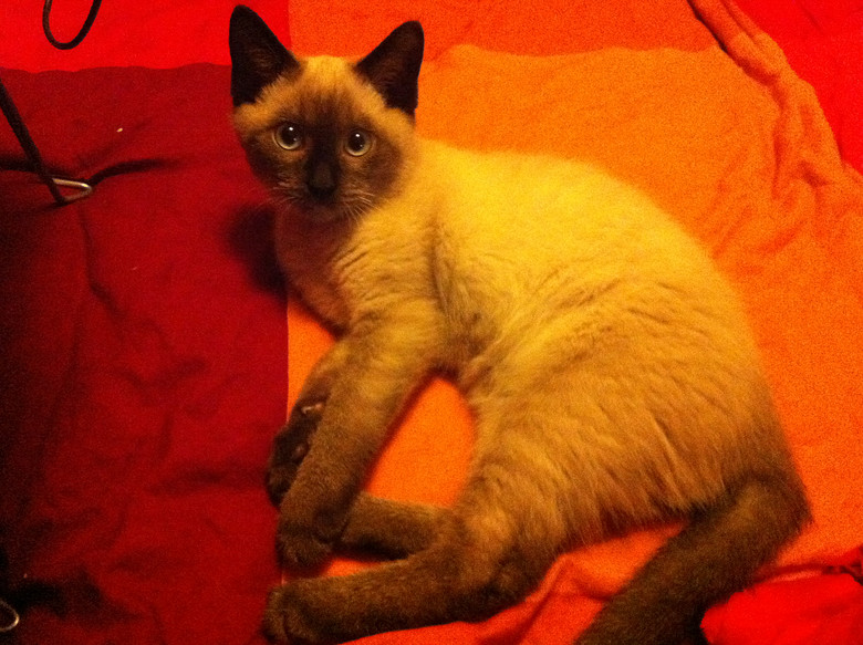 c(din)f---TO MY CATS--̎ŮN,Ո(qng)֧~